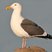 Western Gull